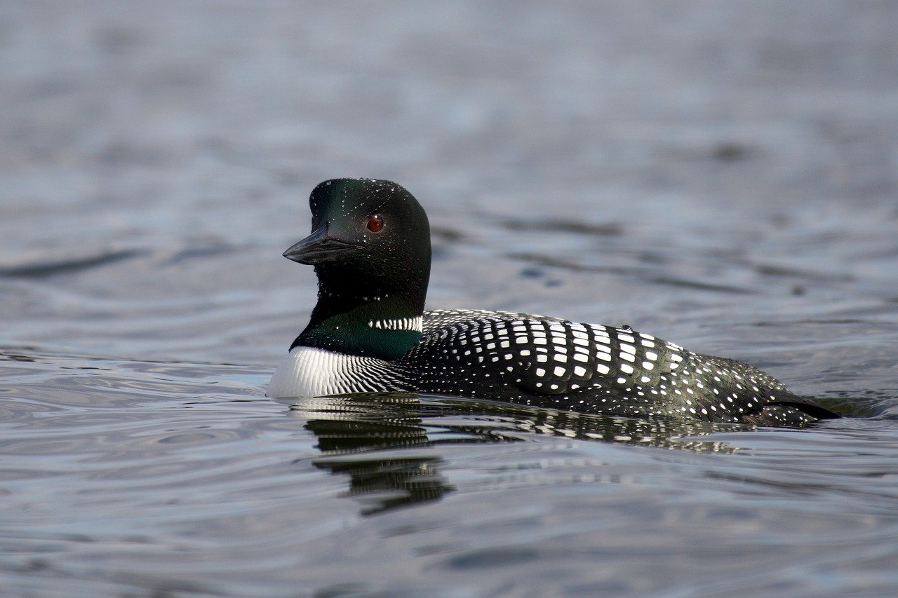 Wildlife Watching in the Everglades National Park